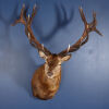 A Shoulder Mount New Zealand Red Stag - 4