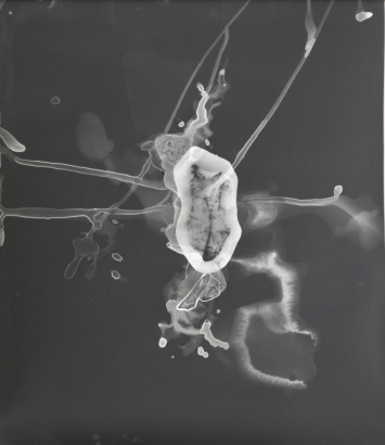 JONATHAN KAY Warm ice, Cold hands #2, photogram from Huapapa/Tasman glacial ice