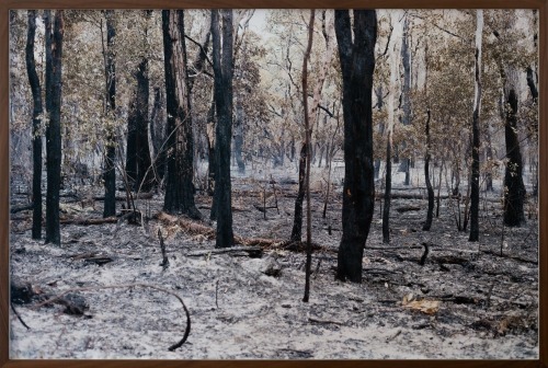 VIRGINIA WOODS-JACK Controlled Burn #003