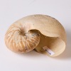 A Seashell with Ornate Open-work - 2