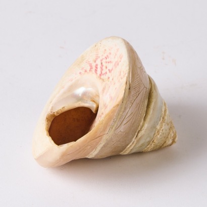 An Seashell with Ornate Incised Designs