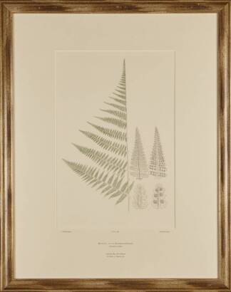 Four Facsimile Botanical Prints