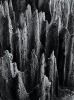 JOHN JOHNS untitled