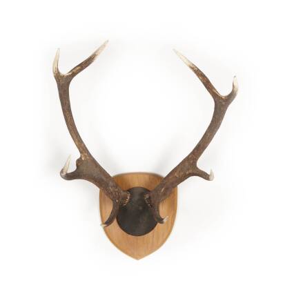 A Mounted Pair of 8 Point Deer Antlers