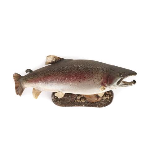 A Mounted Trout 