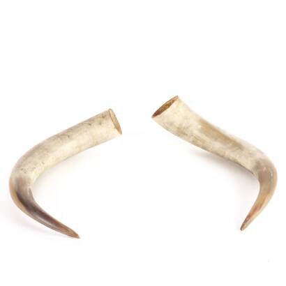 Two Unmounted Bullock Horns