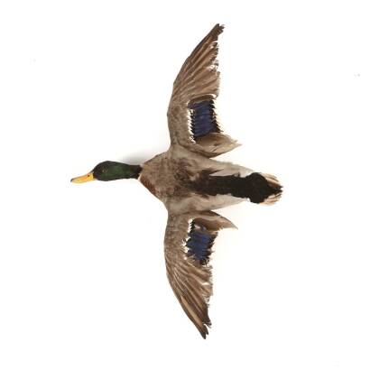 A Fully Mounted Mallard Duck in Flight