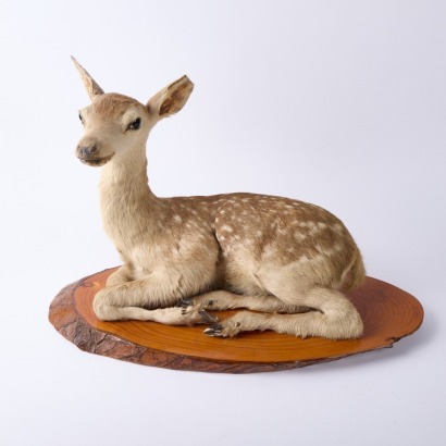 A Taxidermy Fawn