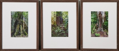 A Trio of Prints of Native Trees