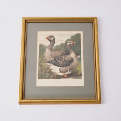 A Pair of Botanic Bird Illustrations