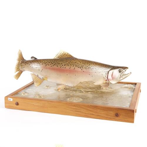 A Mounted Rainbow Trout