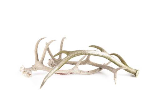A Pair of Ten Point Antlers with One Other