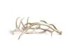 A Pair of Ten Point Antlers with One Other