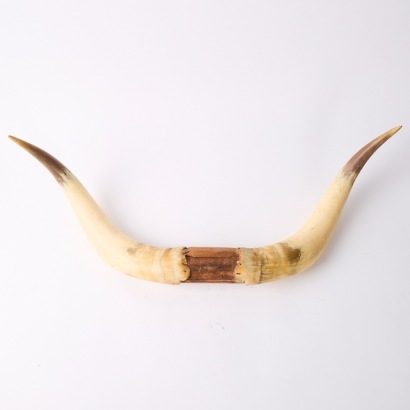 A Pair of Mounted Horns