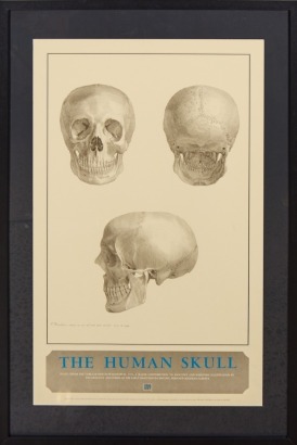 The Human Skull