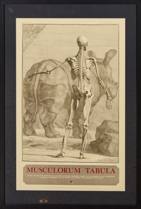 Musculorum Tabula