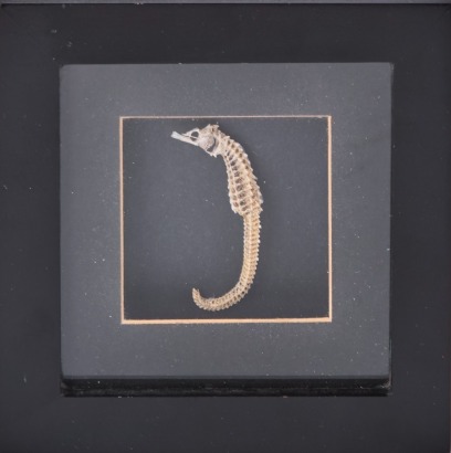 A Framed Seahorse