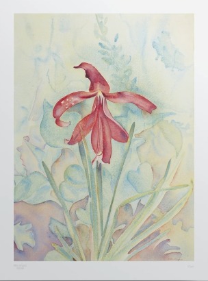 RITA ANGUS Orchid (BNZ Multiple)