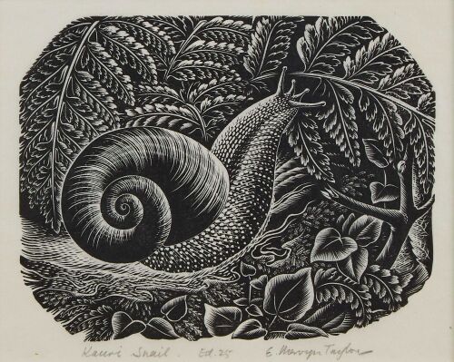 E MERVYN TAYLOR Kauri Snail