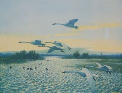 PETER SCOTT untitled (Swans)