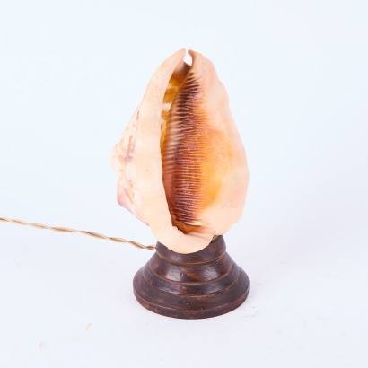 A Seashell Light