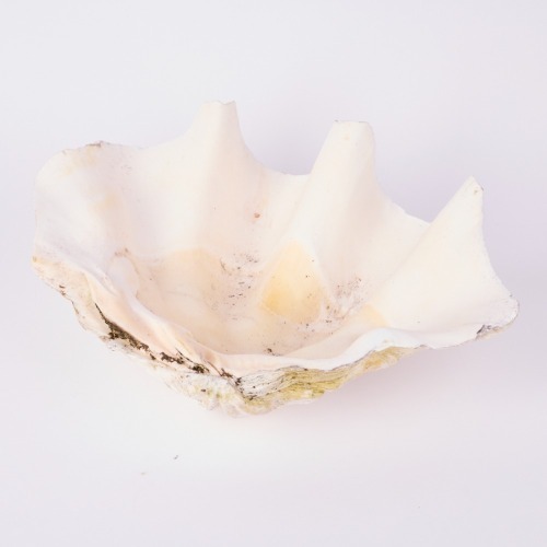 A Large Hawaiian Clam Shell