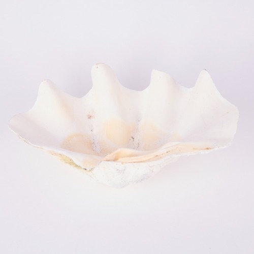 A Large Hawaiian Clam Shell