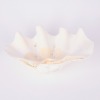 A Large Hawaiian Clam Shell