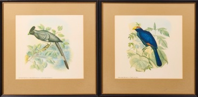 A Pair Of Vintage Scientific Bird Prints