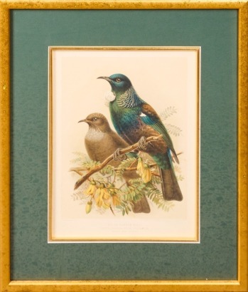 JOHN KEULEMAN Tui (Bullers Birds) Reproduction Print