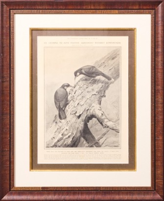 A News Clipping from The Illustrated London News, 3 December 1910 of Huia Birds Feeding