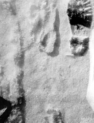 "Yeti" Track Compared with Footprint