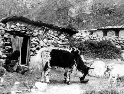 The Long Hair of the Yak is used to Weave Clothes