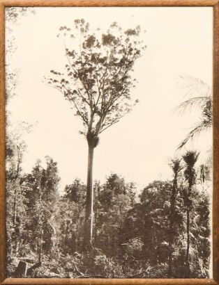 An Early New Zealand Kaipara Photo Attributed To James Hanox