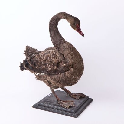 A Taxidermy Swan