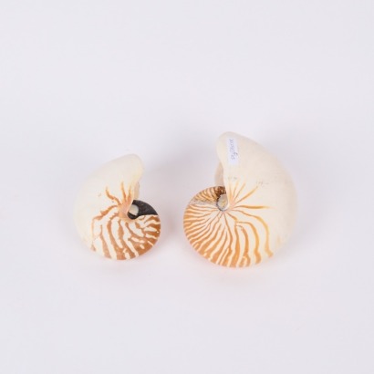 A Pair Of Chambered Tiger Nautilus Shells