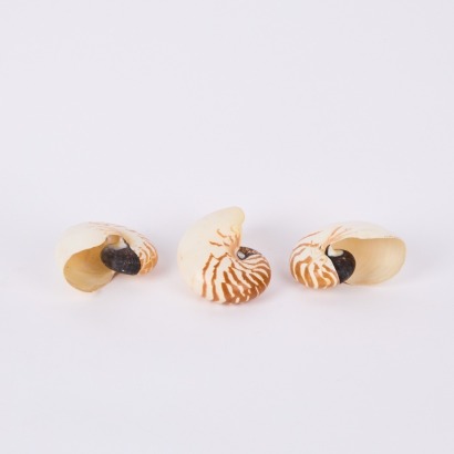 A Trio Of Chambered Tiger Nautilus Shells